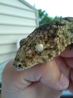 leachie fauna 2.jpg