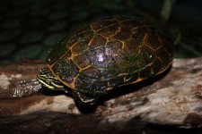 Florida Chicken Neck Turtle Male.jpg