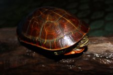 Florida Chicken Neck Turtle FM.jpg