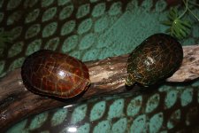 Florida Chicken Neck Turtle Pair.jpg