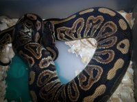 0.1 Blk Pastel het pied.jpg