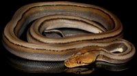 0001698_titanium_het_albino_baby_male_titanium_het_albino_200.jpeg