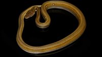 0002187_titanium_het_albino_baby_female_titanium_het_albino_200.jpeg