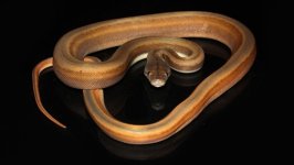 0001956_titanium_het_albino_550.jpeg