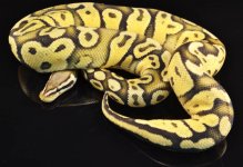 Pastel Ghost Het Pied Male.jpg