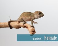 Niji's baby_female.jpg