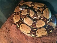 Apophis.jpg