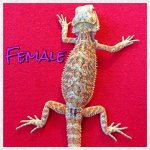 female 1 (500x500).jpg