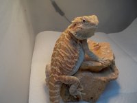 Reptiles (05_30_2014) 116.jpg