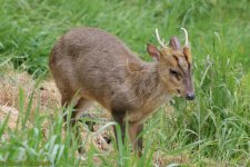 09507-Muntjac-Deer.jpg