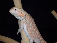Reptiles (05_30_2014) 056.jpg