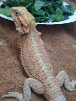salad beardie.jpg