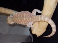 Reptiles (05_30_2014) 058.jpg