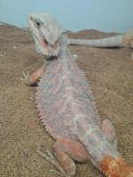 shed beardy (375x500).jpg
