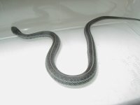 Plains axanthic from axanthic x Iowa snow CB 09 male 06 13 2009.jpg