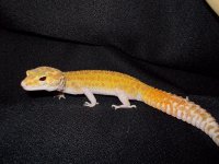 Reptiles (05_30_2014) 027.jpg