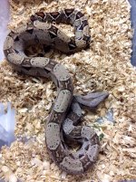 het albino 25% argentine.jpg