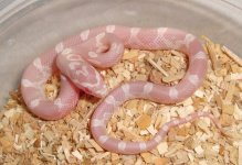 RO(snow)4 - Male - KS.jpg