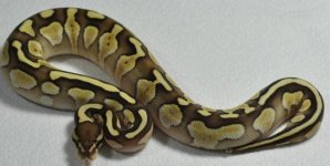 lesser.jpg