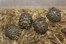 Leopard Tortoise Babie.jpg
