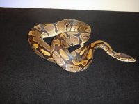 het albino female.jpg