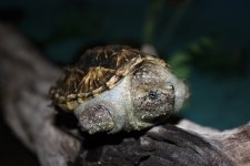 Florida Snapping Turtle11.jpg