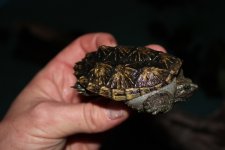 Florida Snapping Turtle12.jpg