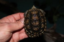 Florida Snapping Turtle13.jpg