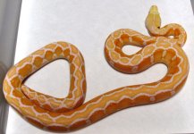 2013 Male White Motley  (5).jpg
