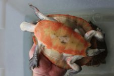 Pink Belly Sideneck Male.jpg