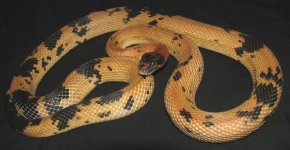 diadem_rat_snake_1a.jpg