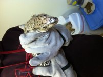 sobek11.jpg