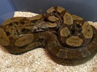 corys iphone 321.jpg