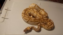 queenbee tongue resize.jpg