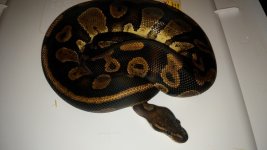 sable resize.jpg