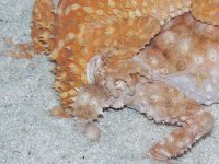 amyae_tails_600.jpg