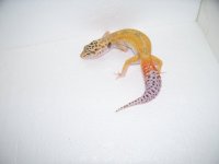 pics 2014 geckos 025.jpg