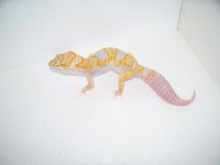 pics 2014 geckos 029.jpg