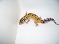 pics 2014 geckos 042.jpg