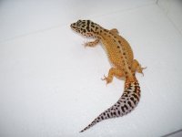 pics 2014 geckos 039.jpg