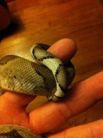 Male Ghost 3 3-31.jpg