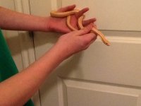 My Rosy Boa.jpg
