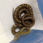 Male  48g.jpg
