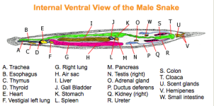 Male_Snake_Anatomy.png