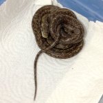 Female 45g.jpg