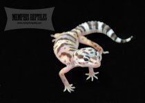 SnowhRAPTOR314.jpg