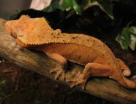 IMG_1571.jpg
