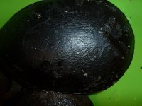 carapace1.jpg
