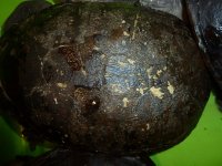 carapace2.jpg