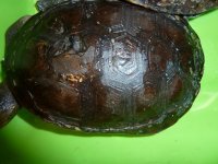 carapace3.jpg